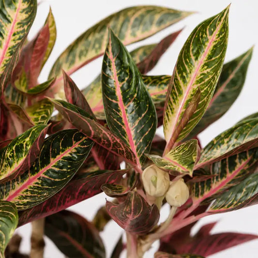 Aglaonema Pride of Sumatra