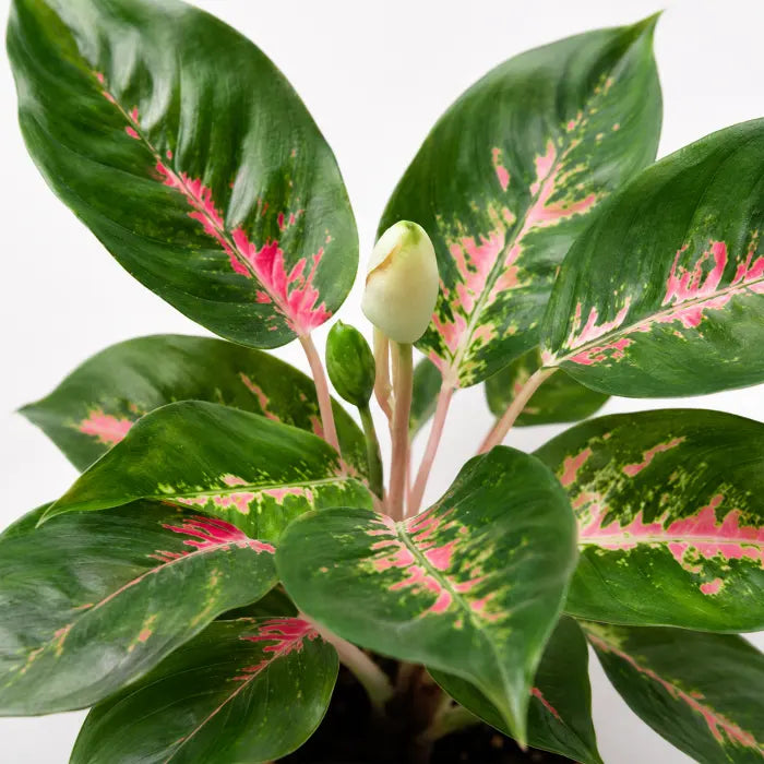 Aglaonema  Red Suksom