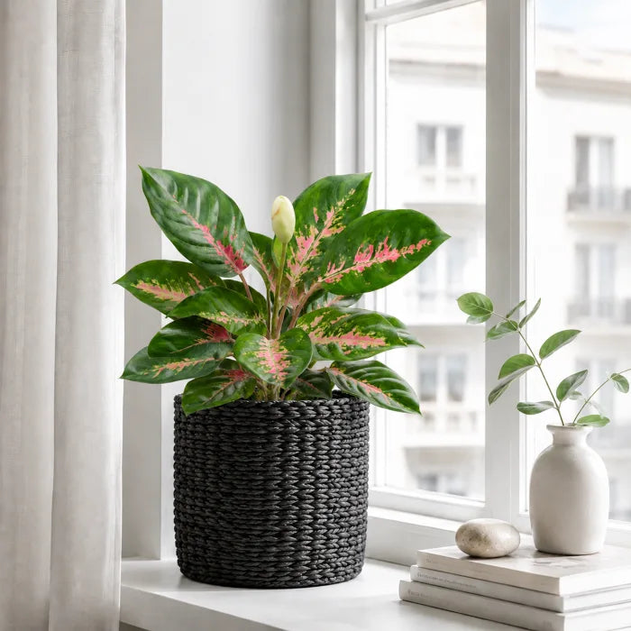Aglaonema  Red Suksom