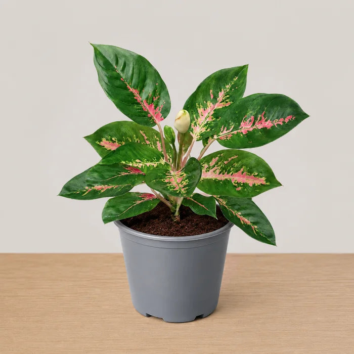 Aglaonema  Red Suksom