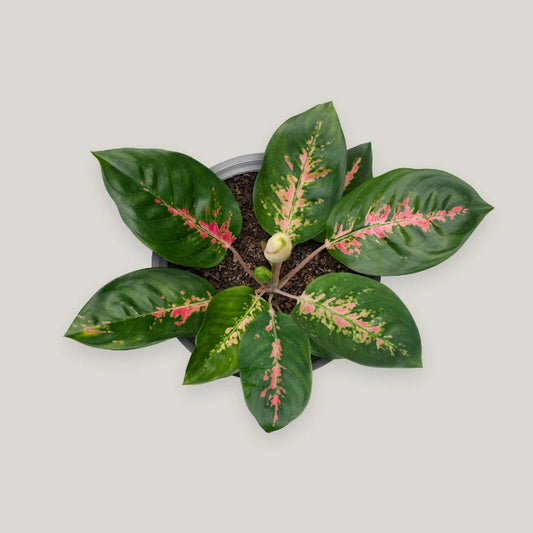 Aglaonema  Red Suksom