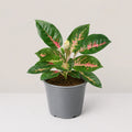 Aglaonema  Red Suksom