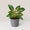 Aglaonema  Red Suksom