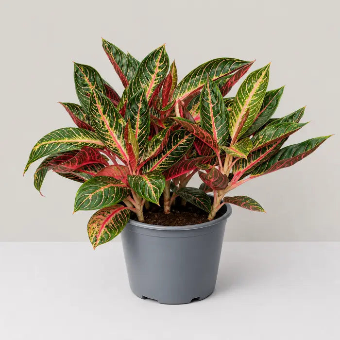 Aglaonema Pride of Sumatra