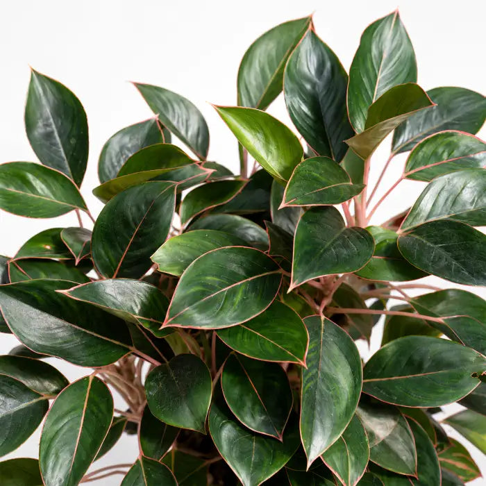 Aglaonema Black lipstick