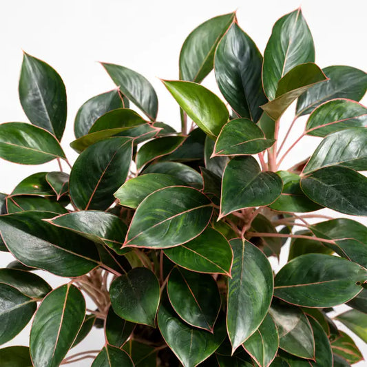 Aglaonema Black lipstick