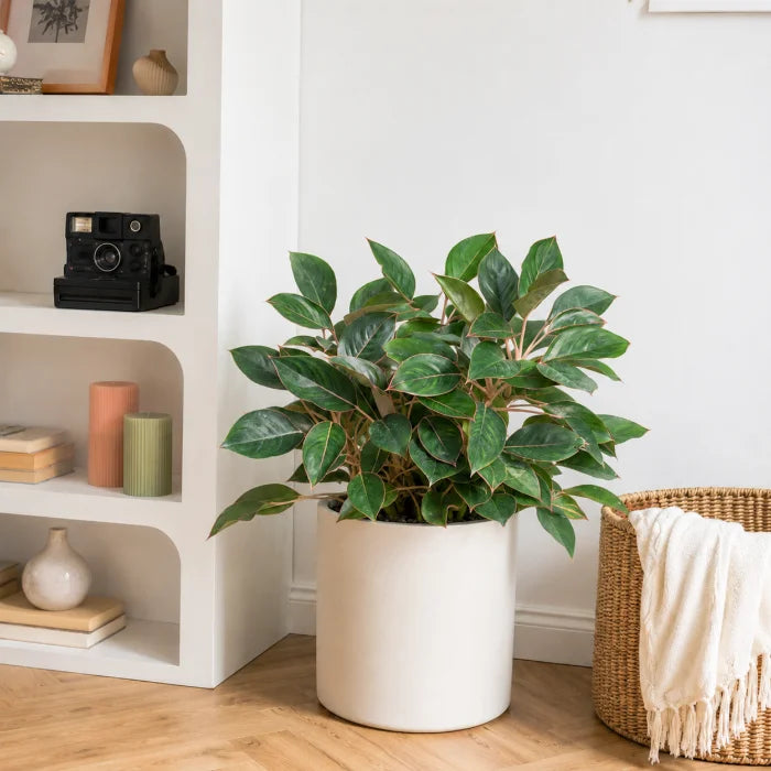 Aglaonema Black lipstick