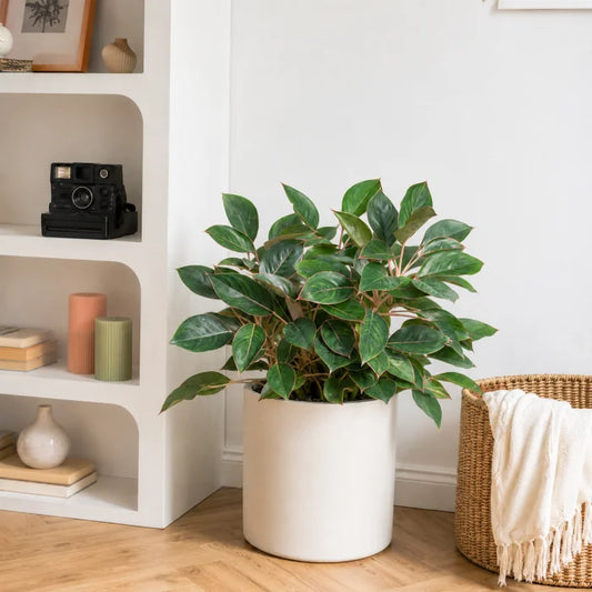 Aglaonema Black lipstick