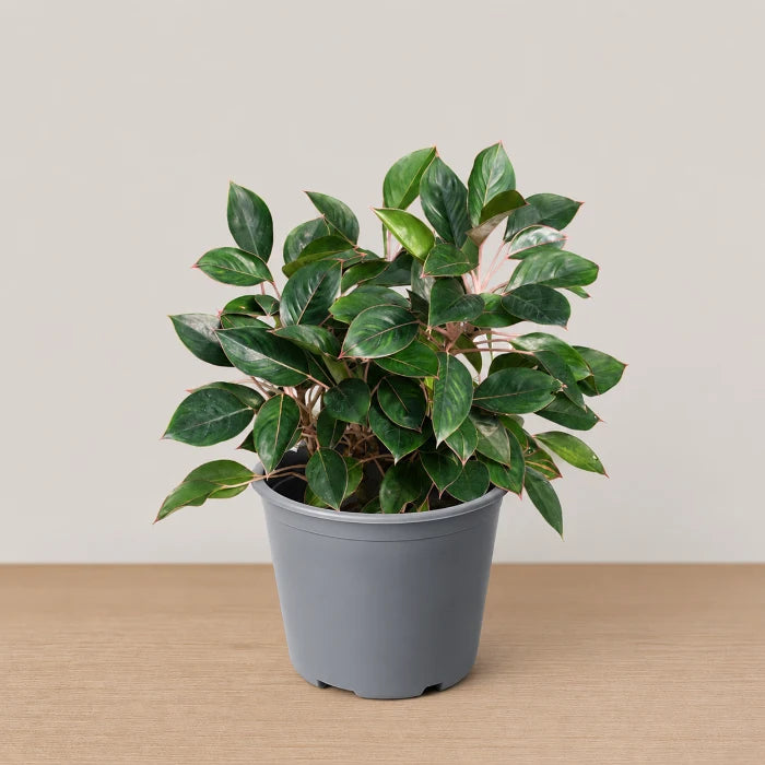 Aglaonema Black lipstick