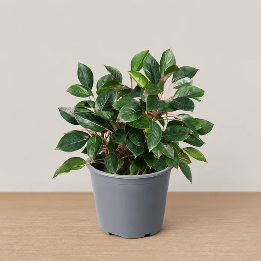 Aglaonema Black lipstick