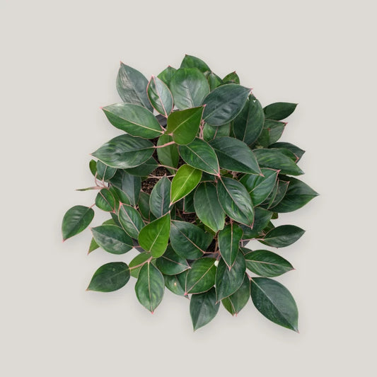 Aglaonema Black lipstick