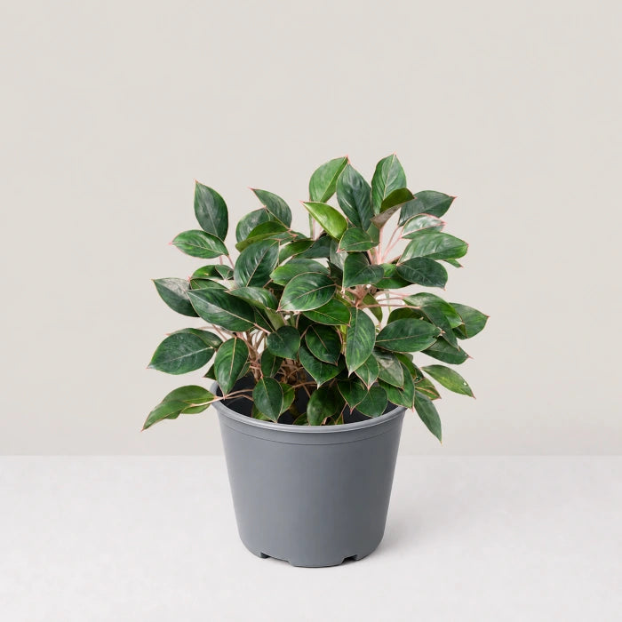 Aglaonema Black lipstick