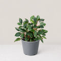 Aglaonema Black lipstick