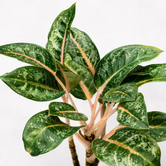 Aglaonema Indian Qeen