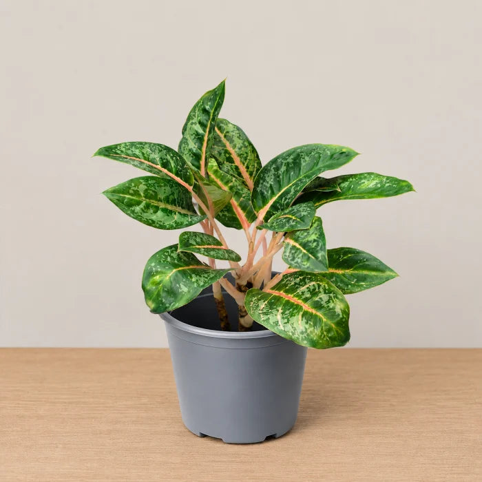 Aglaonema Indian Qeen