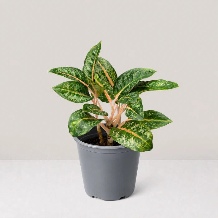 Aglaonema Indian Qeen