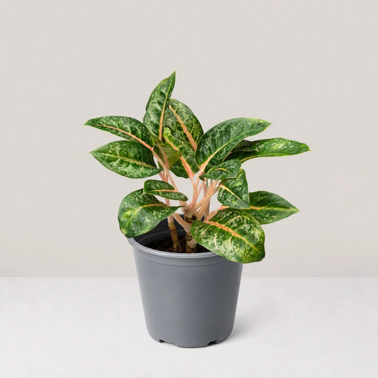 Aglaonema Indian Qeen