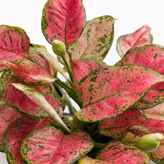 Aglaonema Heng Heng
