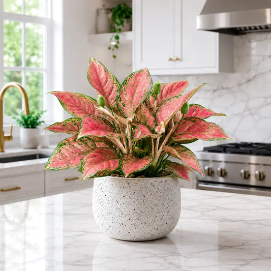 Aglaonema Heng Heng