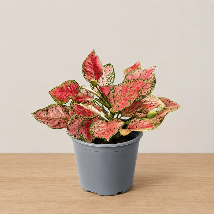 Aglaonema Heng Heng