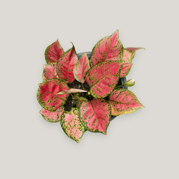 Aglaonema Heng Heng