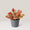 Aglaonema Heng Heng