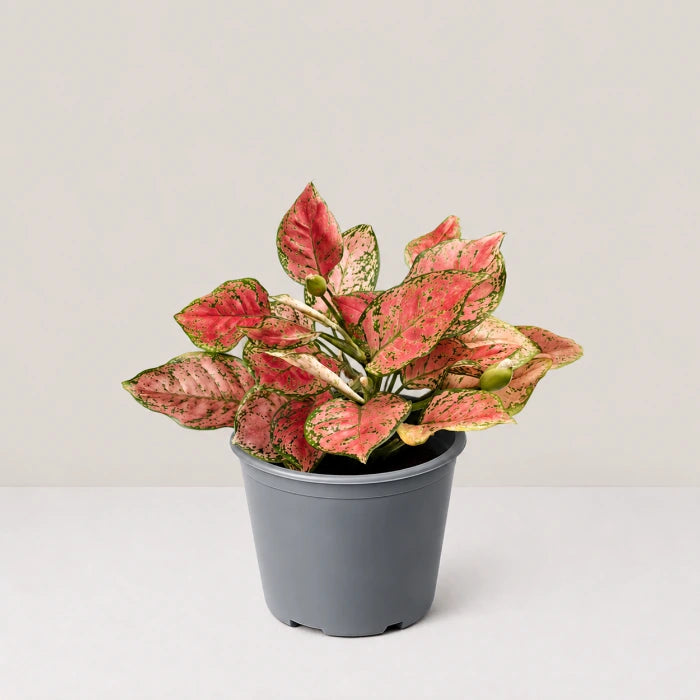 Aglaonema Chiang Mai Balon
