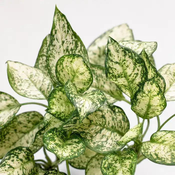 Aglaonema Pearl White