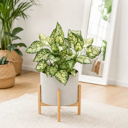 Pearl White Chinese Evergreen