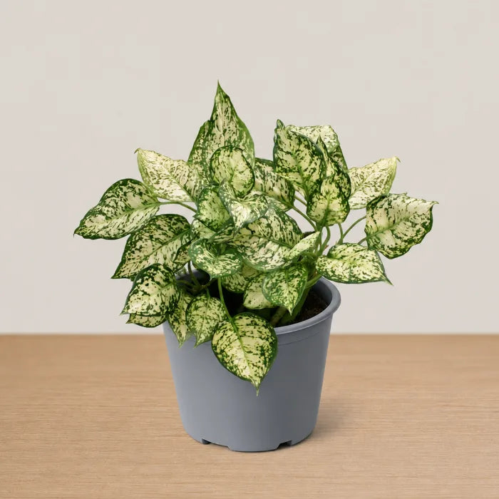 Pearl White Chinese Evergreen