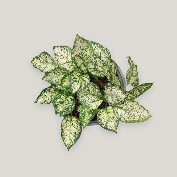 Pearl White Chinese Evergreen