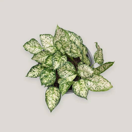 Pearl White Chinese Evergreen