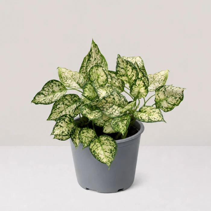 Aglaonema Pearl White