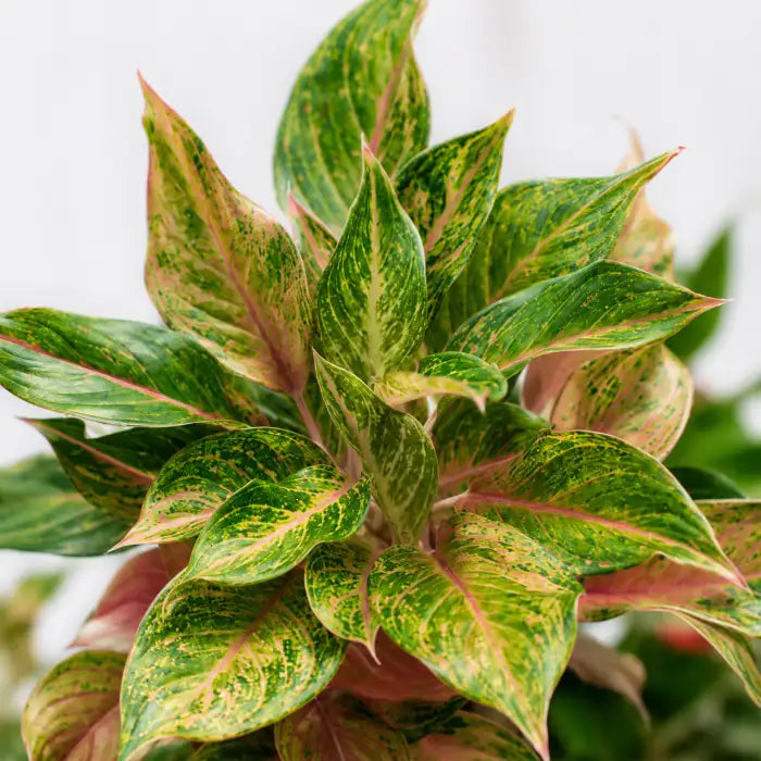 Aglaonema Baby Tiger