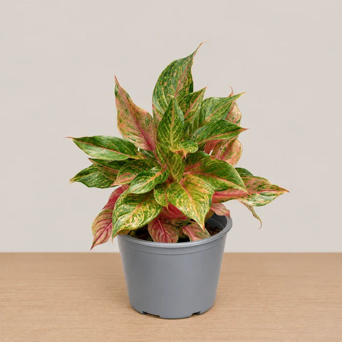 Aglaonema Baby Tiger