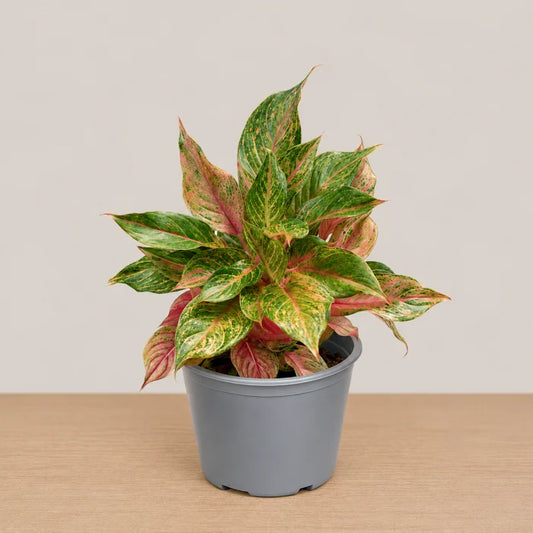 Aglaonema Baby Tiger