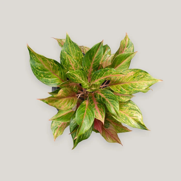 Aglaonema Baby Tiger
