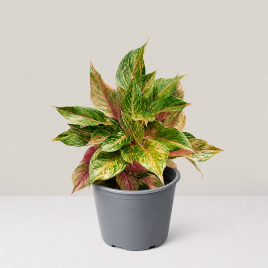 Aglaonema Baby Tiger