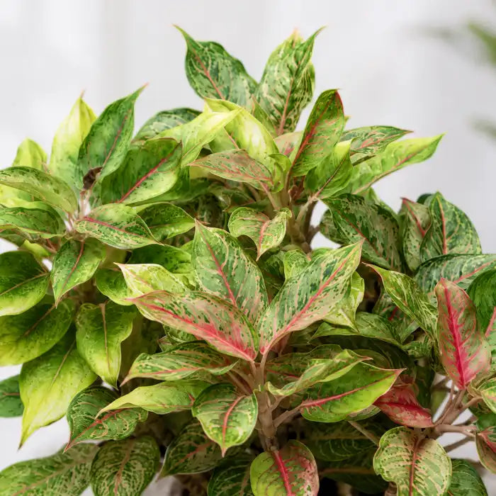 Aglaonema Pistachio Pink