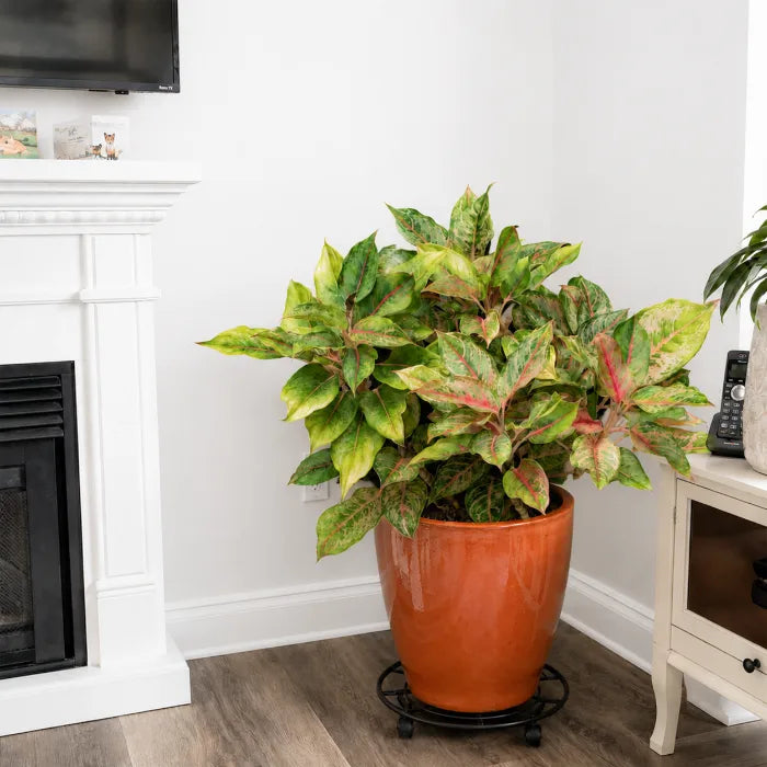 Aglaonema Pistachio Pink