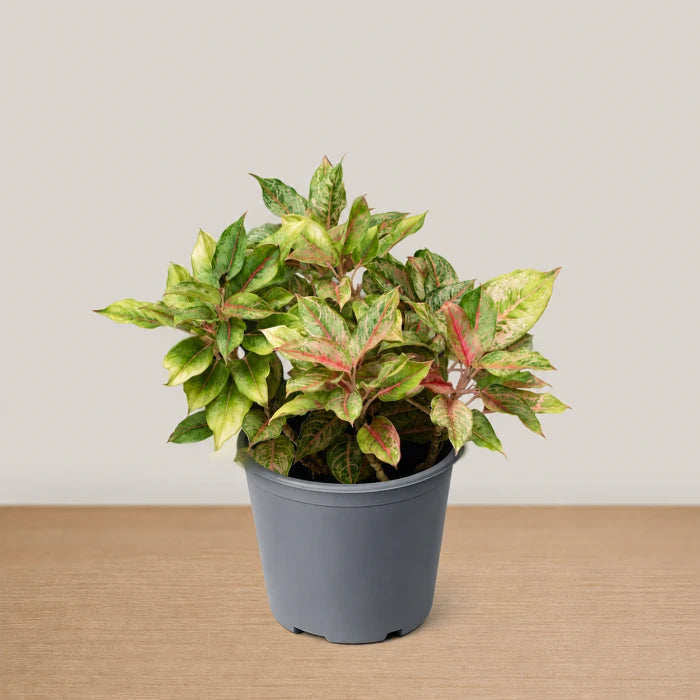 Aglaonema Pistachio Pink