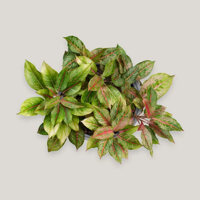 Aglaonema Pistachio Pink