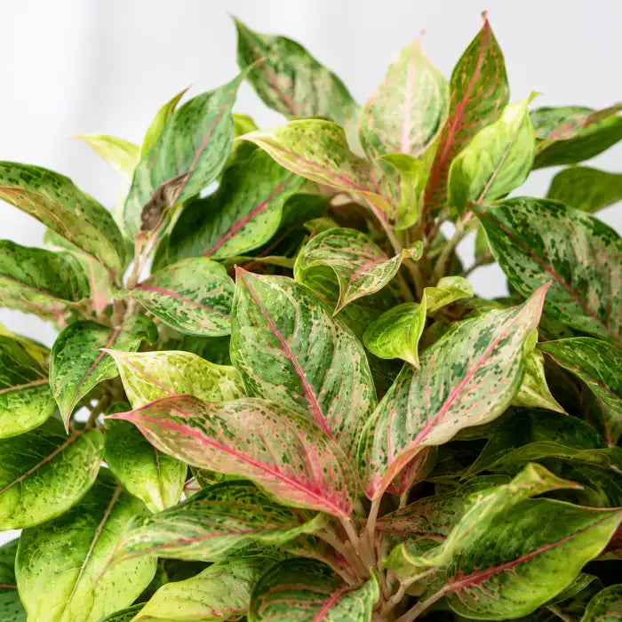 Aglaonema Pistachio Pink