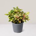 Aglaonema Pistachio Pink