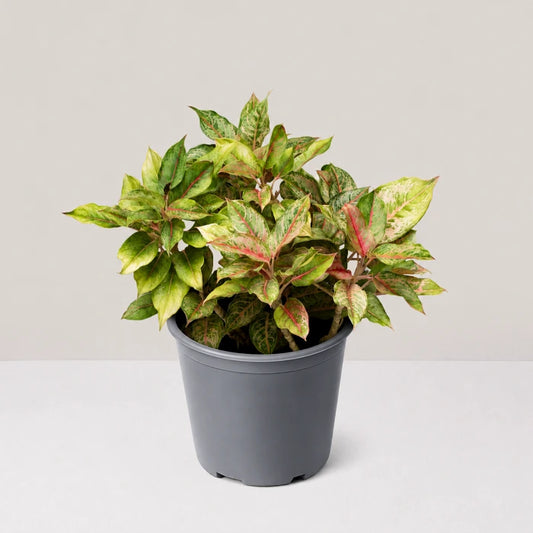 Aglaonema Pistachio Pink