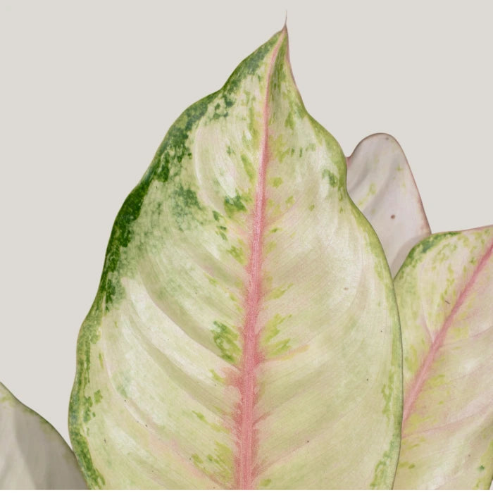 Aglaonema Frozen