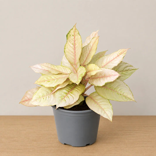 Aglaonema Frozen