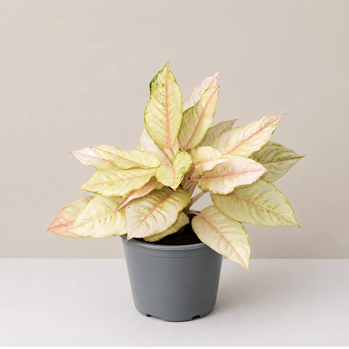 Aglaonema Frozen