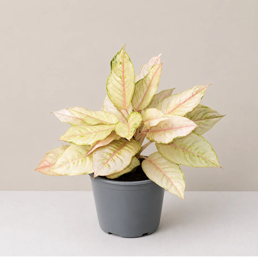 Aglaonema Frozen
