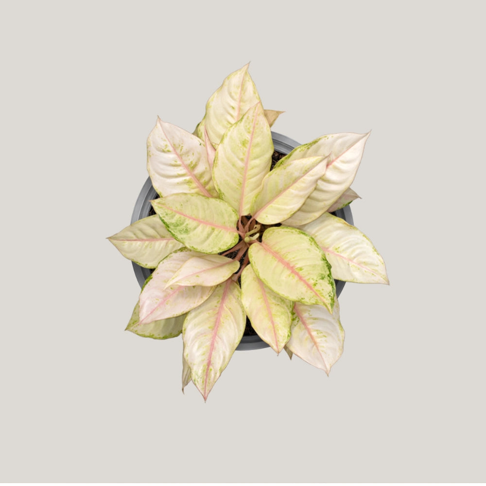 Aglaonema Frozen